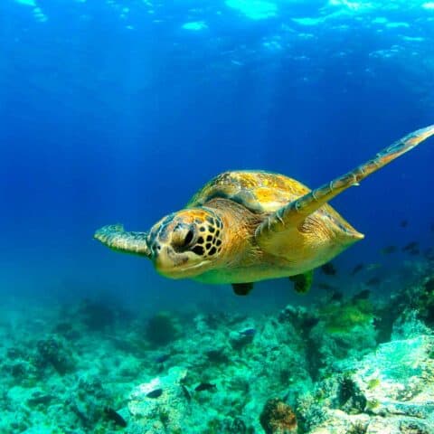 A green sea turtle gliding over a reef in clear blue Galapagos water